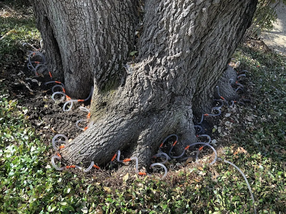 Detailed Tree Cabling and Bracing job site in Jenkinsburg