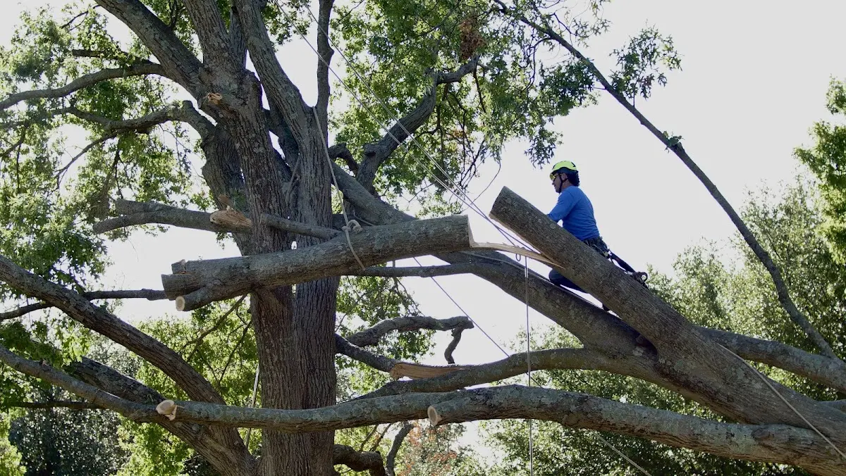 Professional Crown Thinning performed by certified arborists in Jenkinsburg