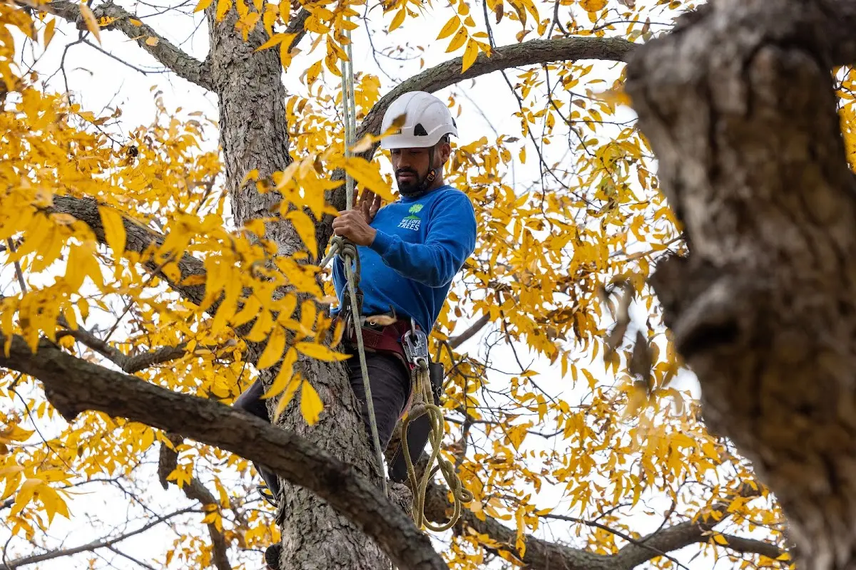 Skilled Tree Trimming crew working in Jenkinsburg